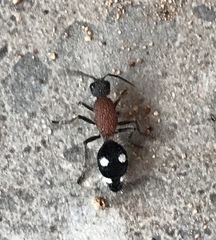 Dolichomutilla sycorax