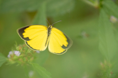 Eurema alitha