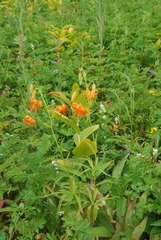 Lilium debile
