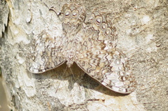 Hamadryas glauconome