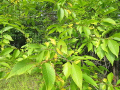 Ulmus × intermedia