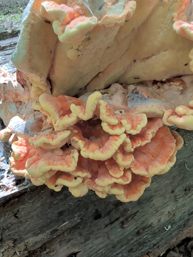 Laetiporus sulphureus · May 2026 · photo: © vincent_b (iNaturalist, cc-by)