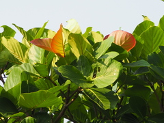 Neonauclea reticulata