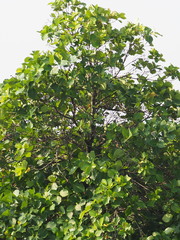 Neonauclea reticulata