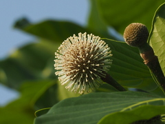 Neonauclea reticulata