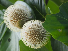 Neonauclea reticulata