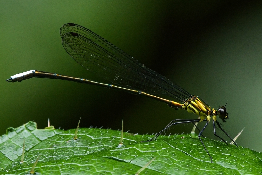 Caliphaea sinuofurcata
