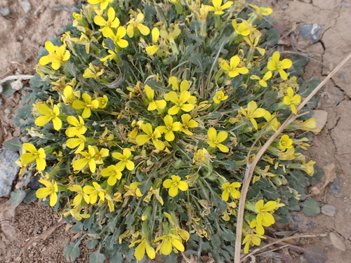 Raffenaldia primuloides