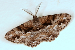 Hypomecis externaria