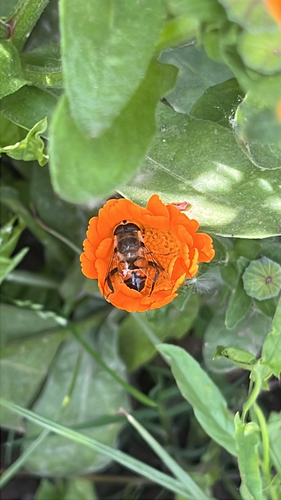 Common Drone Fly