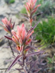 Castilleja affinis contentiosa