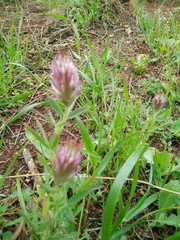 Trifolium dasyurum