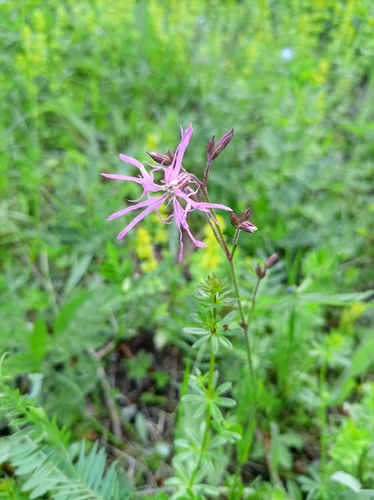 ragged-robin