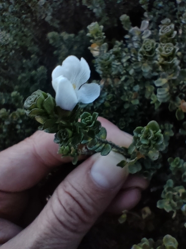 alpine mint bush