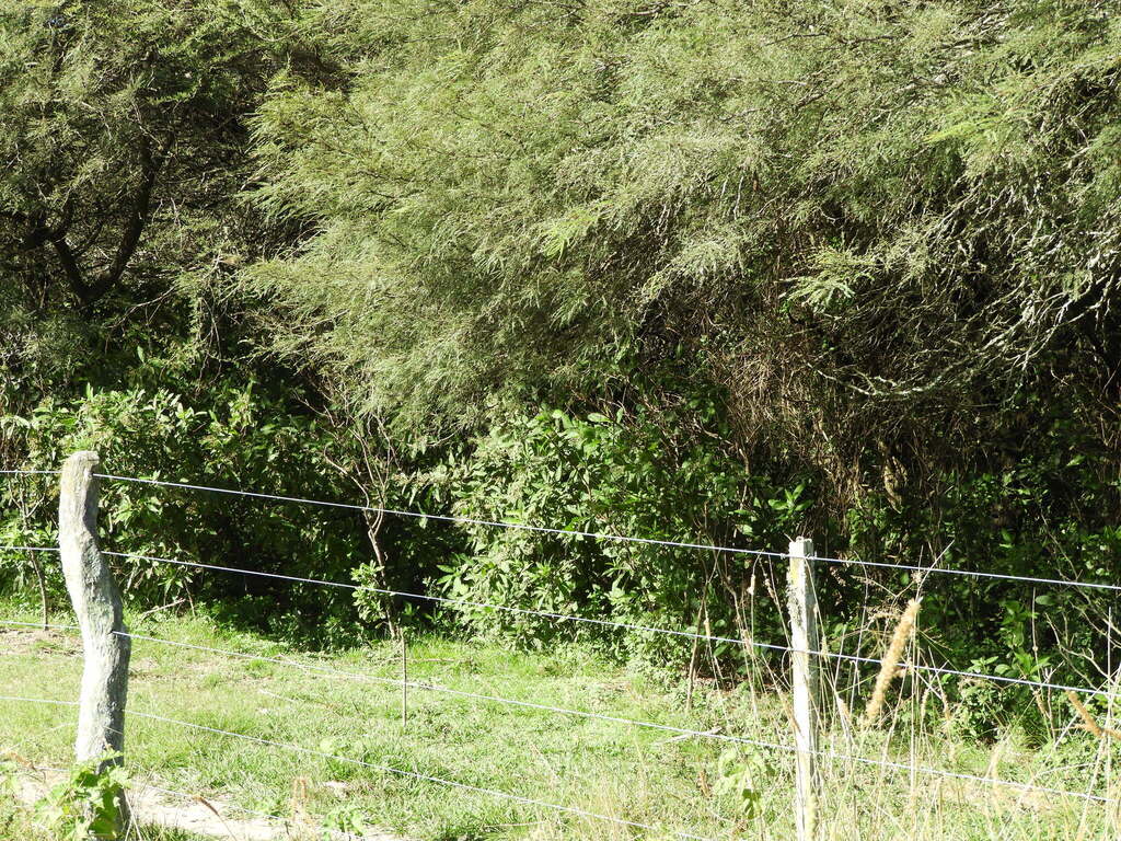 Solanum argentinum; photograph (c) Pablo H Capovilla, some rights reserved (CC BY)