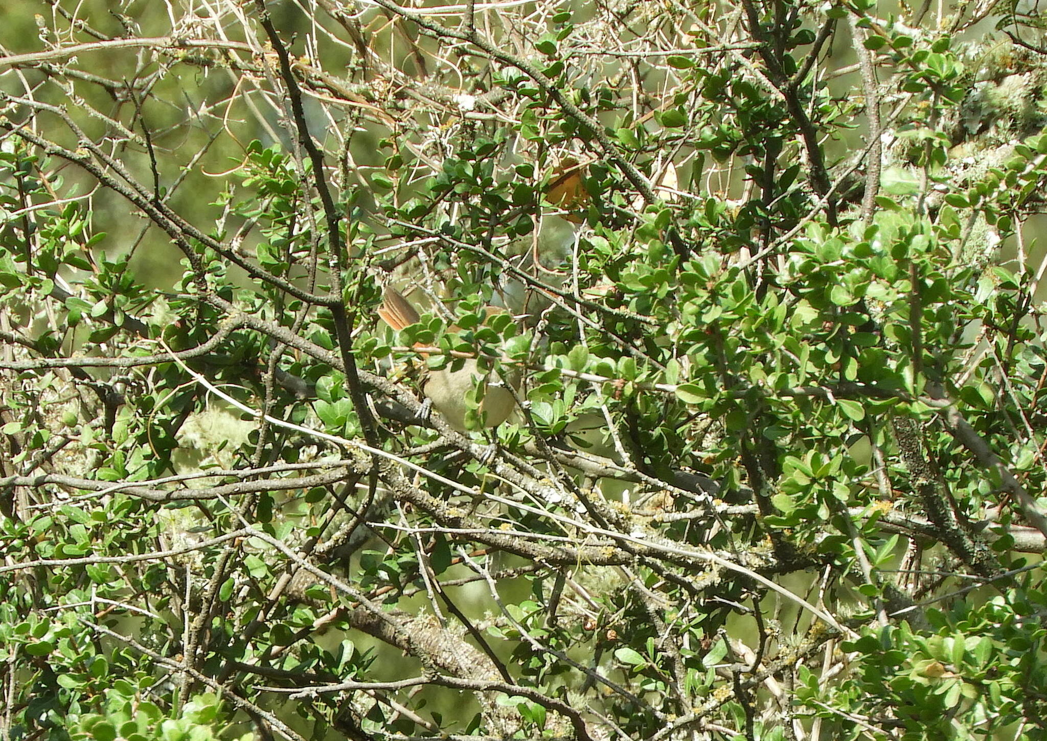 Short-billed Canastero (Asthenes baeri), photo 5