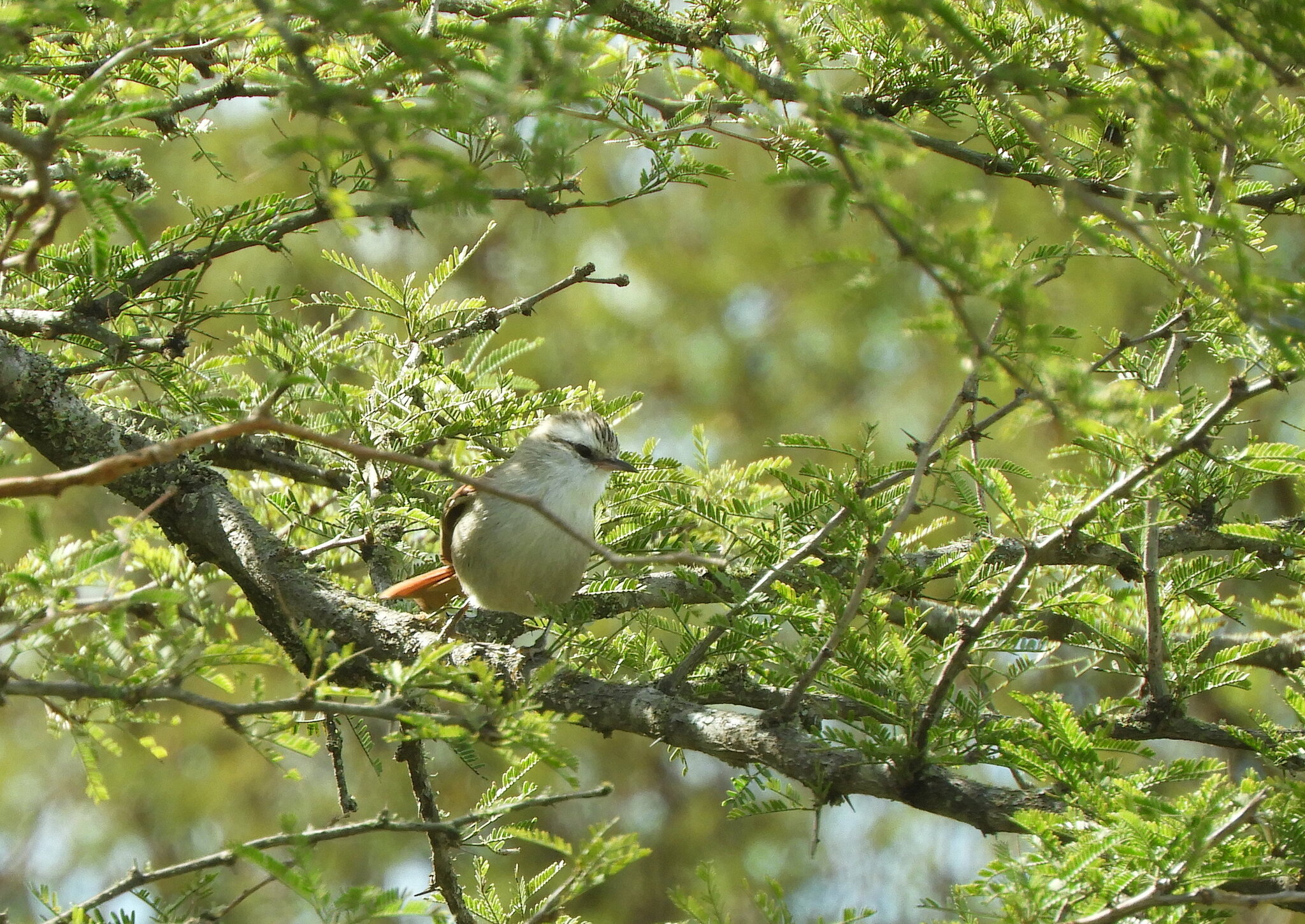 Stripe-crowned Spinetail (Cranioleuca pyrrhophia), photo 8