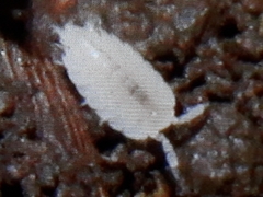 Platyarthrus hoffmannseggii