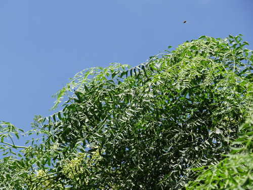 Bottle Tree