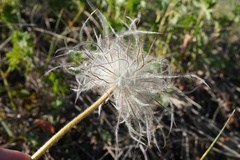 Pulsatilla grandis, photograph (c) Patrick Hacker, some rights reserved (CC BY)