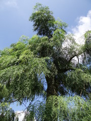 Moringa drouhardii