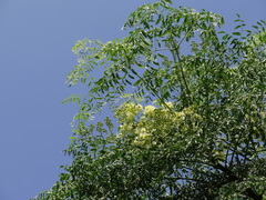 Moringa drouhardii