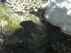 Epinephelus ongus