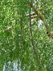 Moringa drouhardii