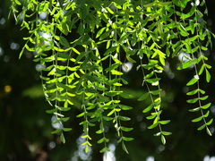 Moringa drouhardii