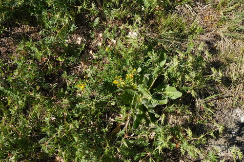 Chamaecytisus ratisbonensis, photograph 2