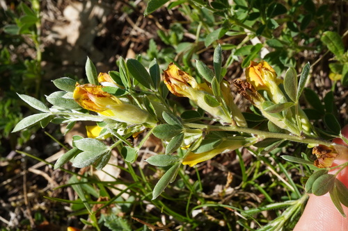 Chamaecytisus ratisbonensis, photograph 1