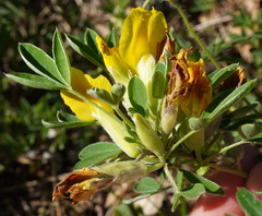 Chamaecytisus ratisbonensis