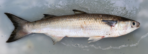 Common mullet (Mugil incilis) — Mugilidae