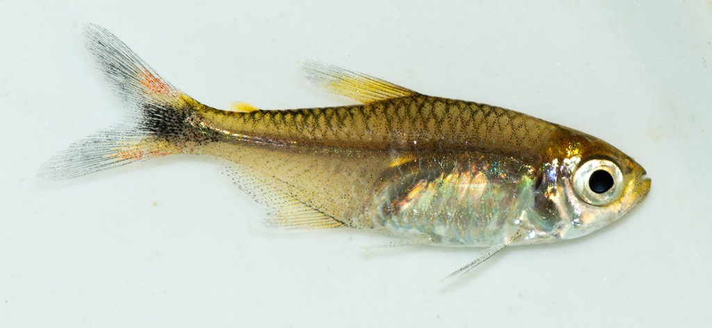 Golden Tetra