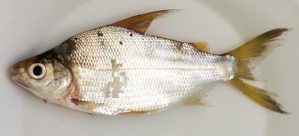 Curimata (Curimata cyprinoides) — Curimatidae