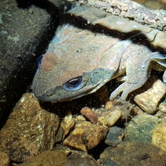 Rana huanrensis