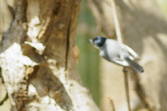 Polioptila albiloris