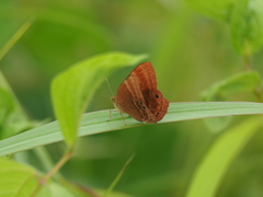 Abisara