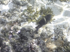 Chrysiptera biocellata