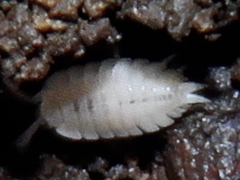 Platyarthrus hoffmannseggii