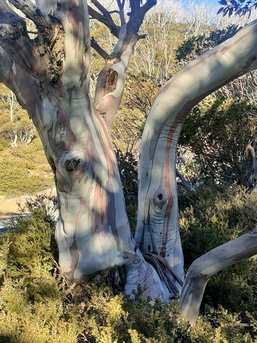 Snow Gum