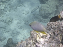 Amblyglyphidodon orbicularis