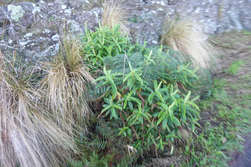 Veronica salicifolia