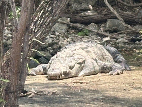 American Crocodile observed by einadia