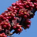 Schefflera actinophylla - Photo (c) 葉子, μερικά δικαιώματα διατηρούνται (CC BY-NC-ND), uploaded by 葉子