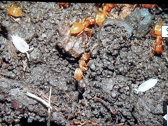 Platyarthrus hoffmannseggii