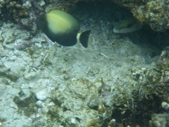 Acanthurus auranticavus
