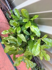 Pittosporum undulatum