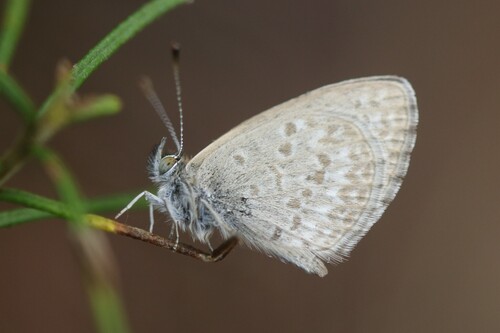 Lesser Grass Blue