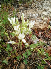 Ornithogalum montanum